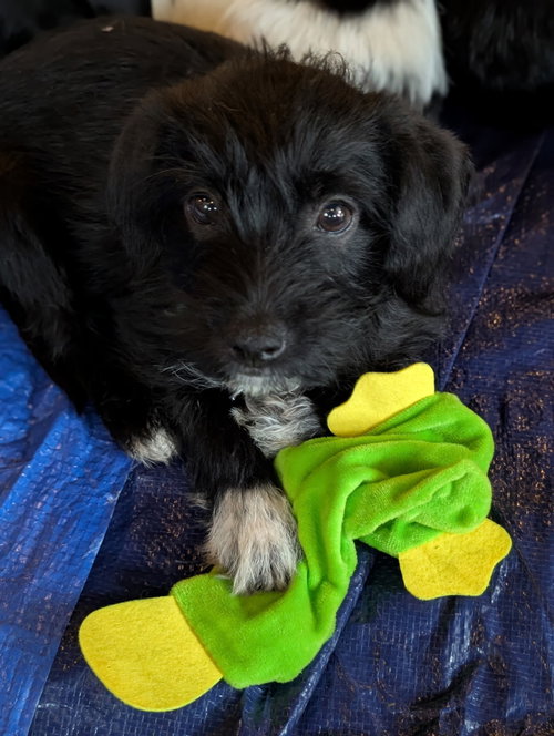 Photo 4 of Bert - "B" Litter