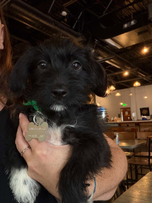 Bert - "B" Litter, a dog for adoption from Pawfect Match Rescue