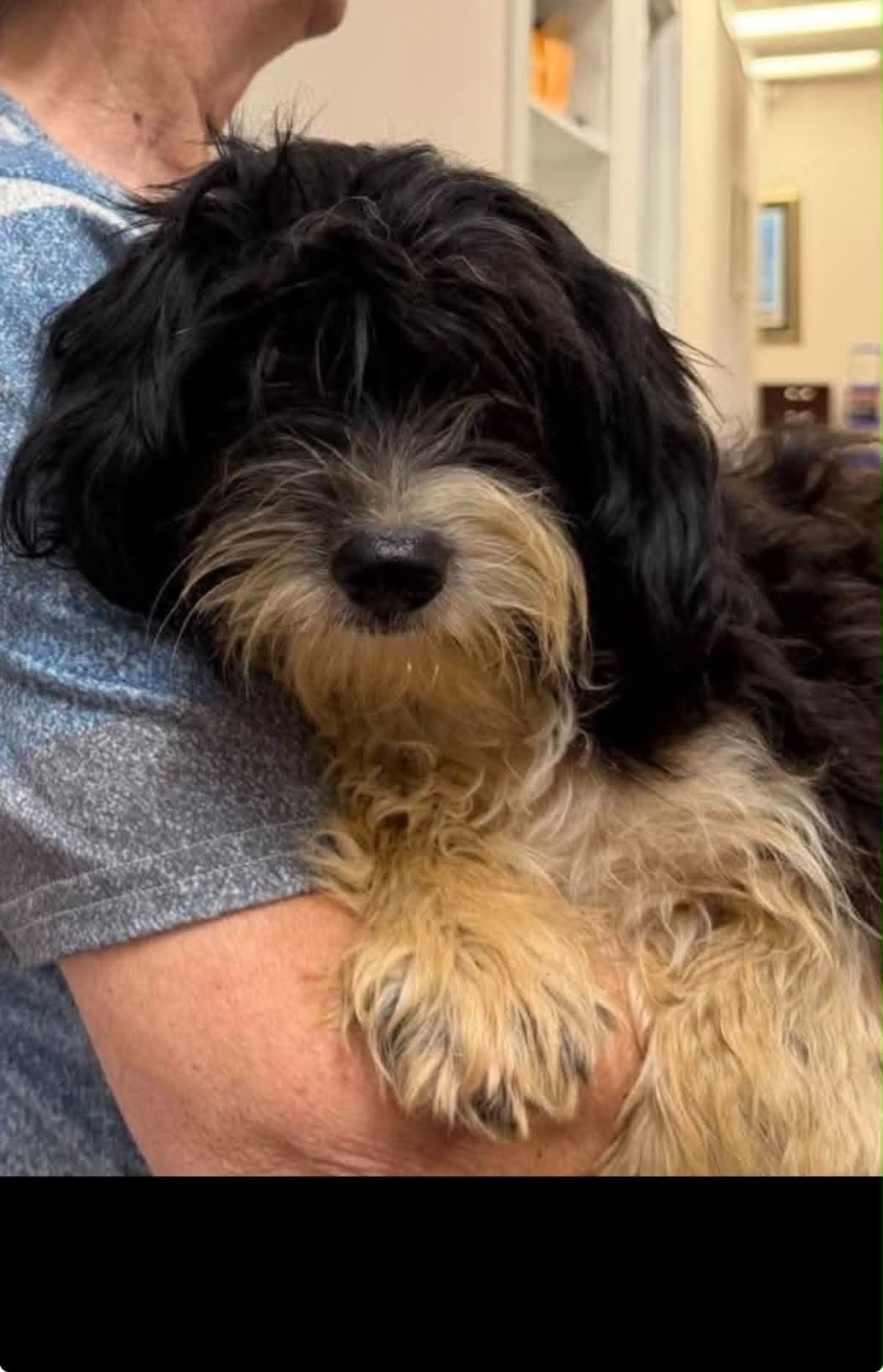 Bob, Terrier