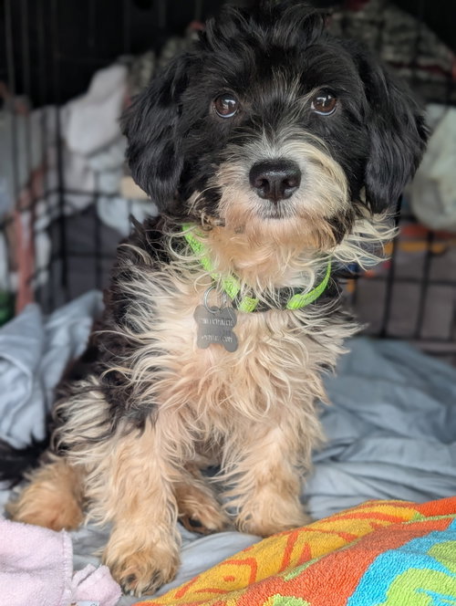 Bob, a dog for adoption from Pawfect Match Rescue