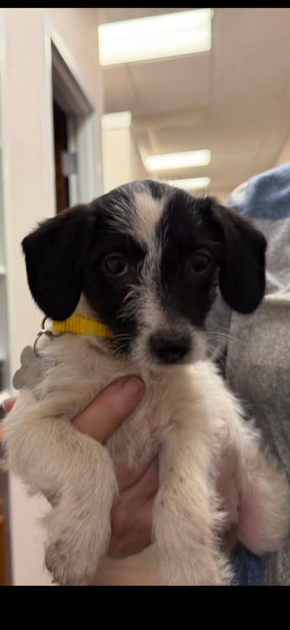 Bebe, Terrier