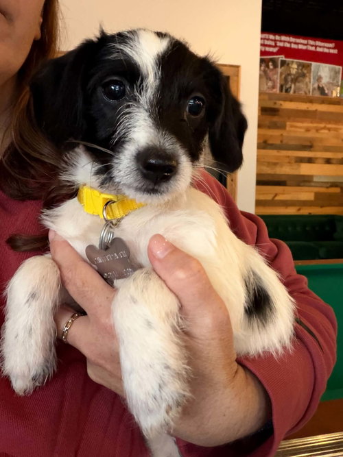 Bebe - "B" Litter, a dog for adoption from Pawfect Match Rescue