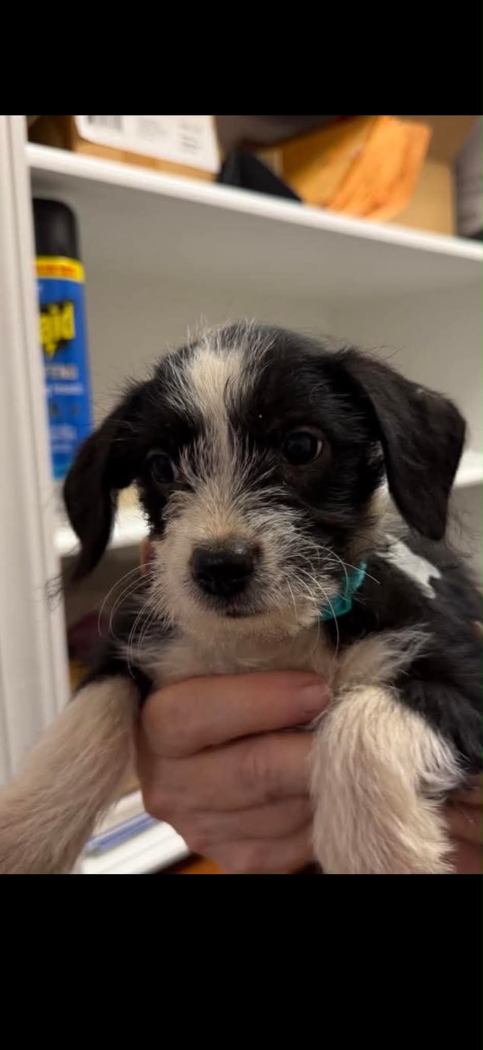 Brisa, Terrier
