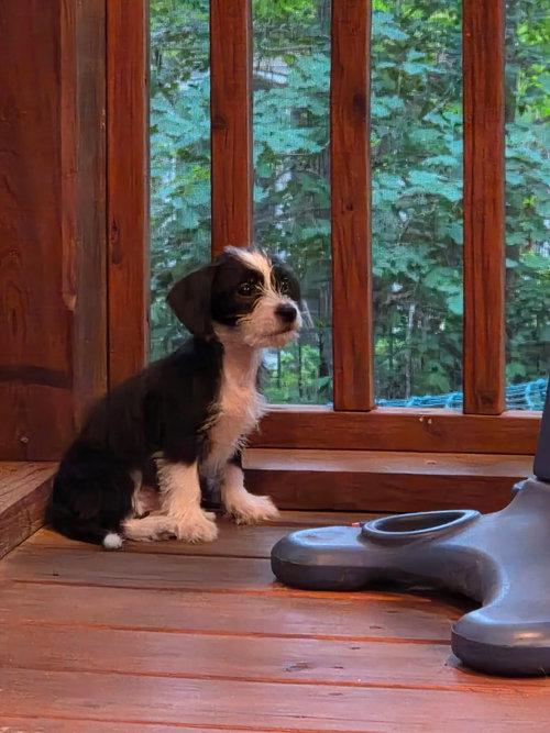 Photo 4 of Brisa - "B" Litter