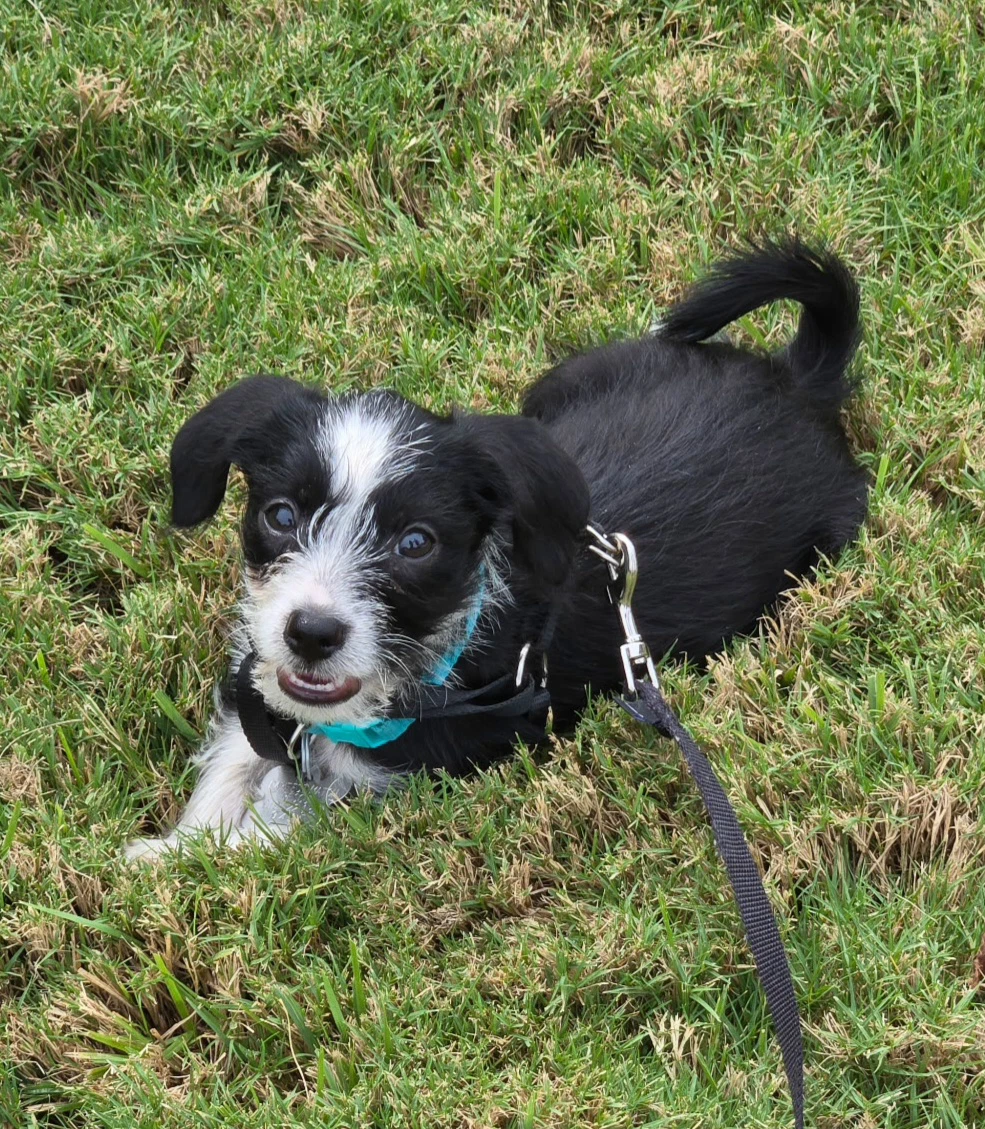 Brisa - B Litter