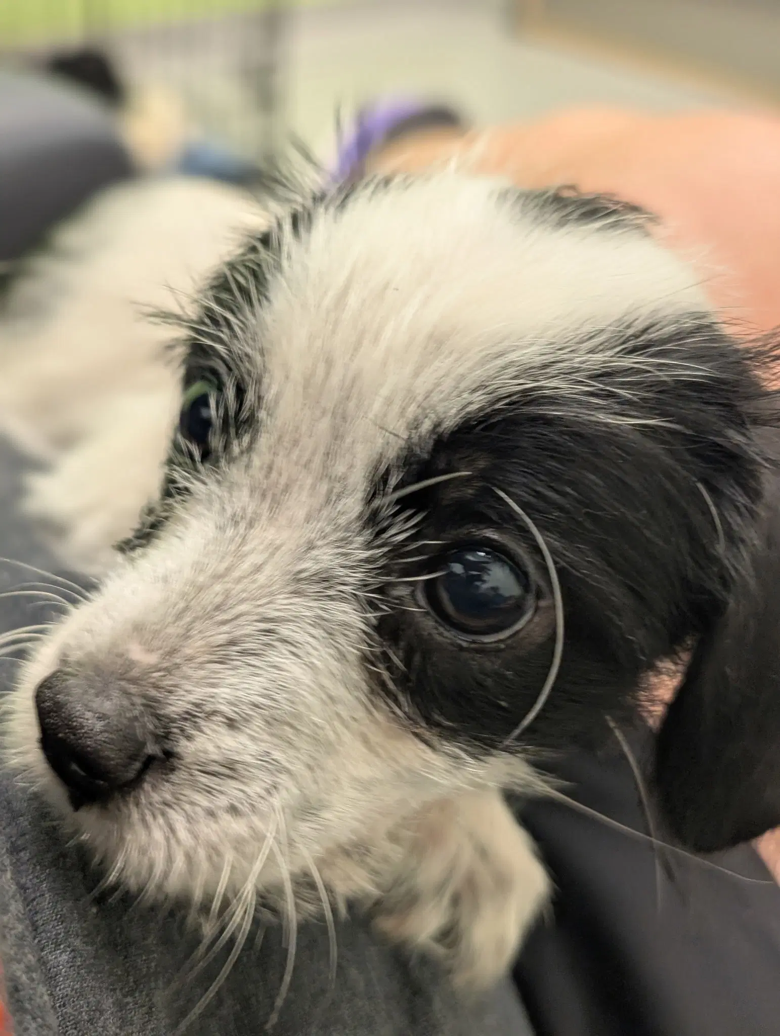 Bayley - B Litter image 4