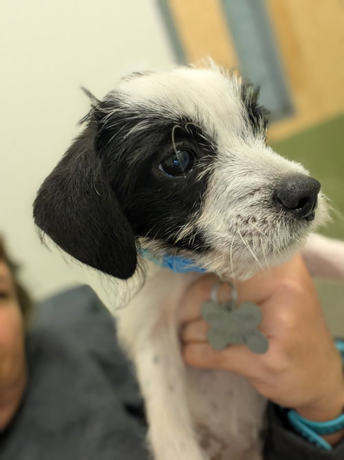 Photo 5 of Bayley - "B" Litter