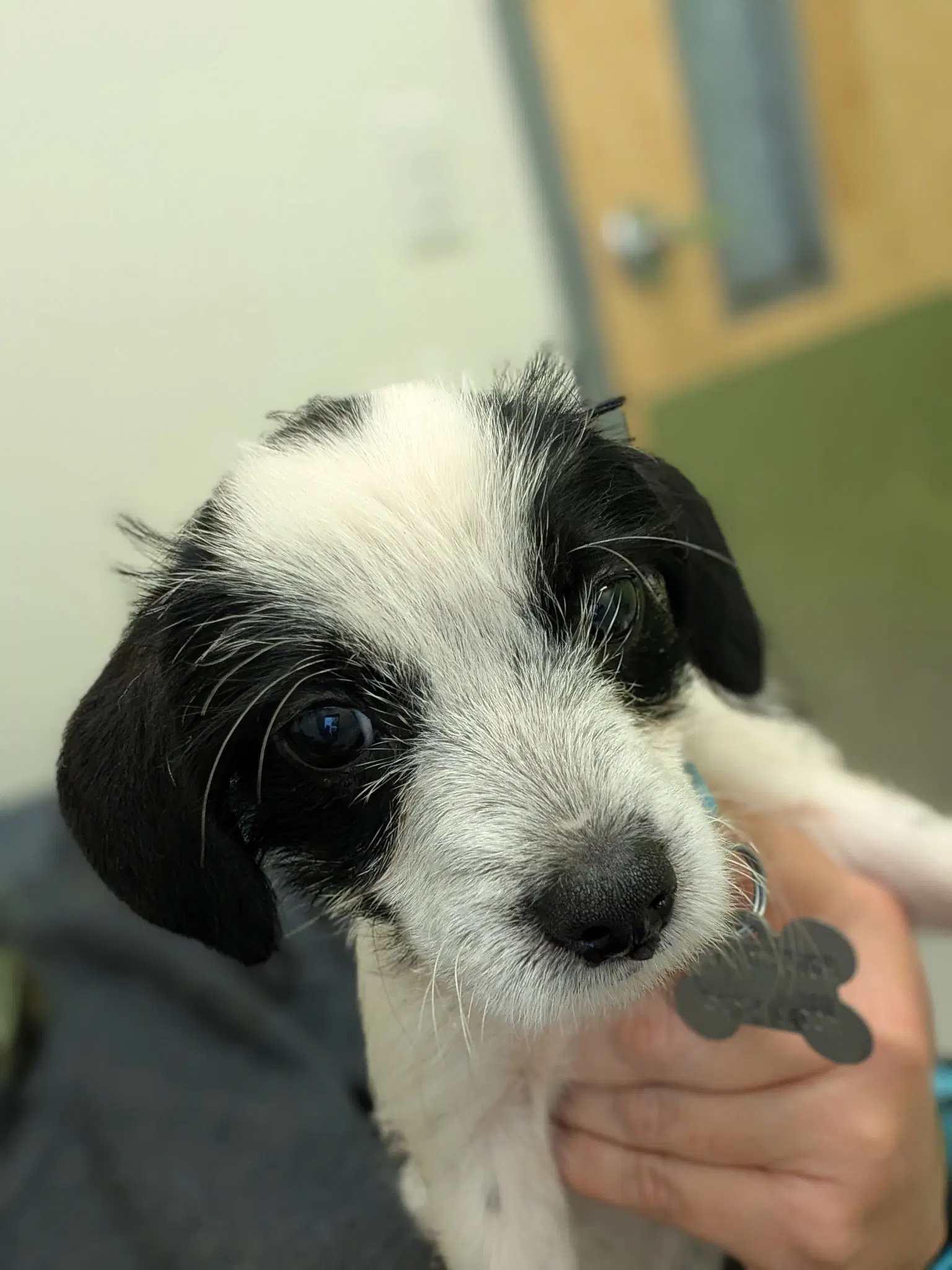 Bayley - B Litter image 3