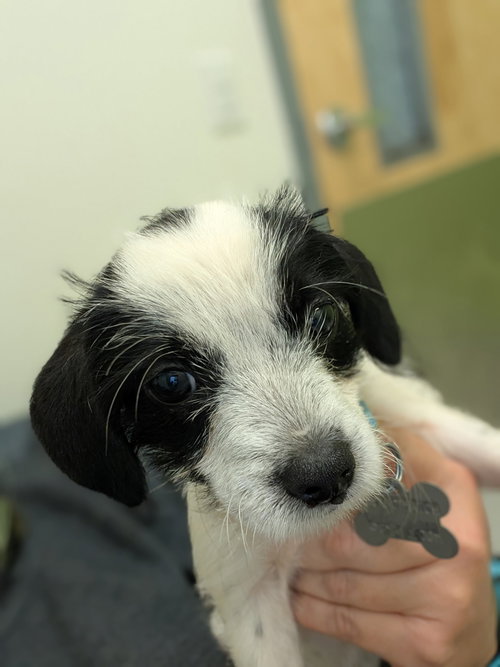 Photo 3 of Bayley - "B" Litter