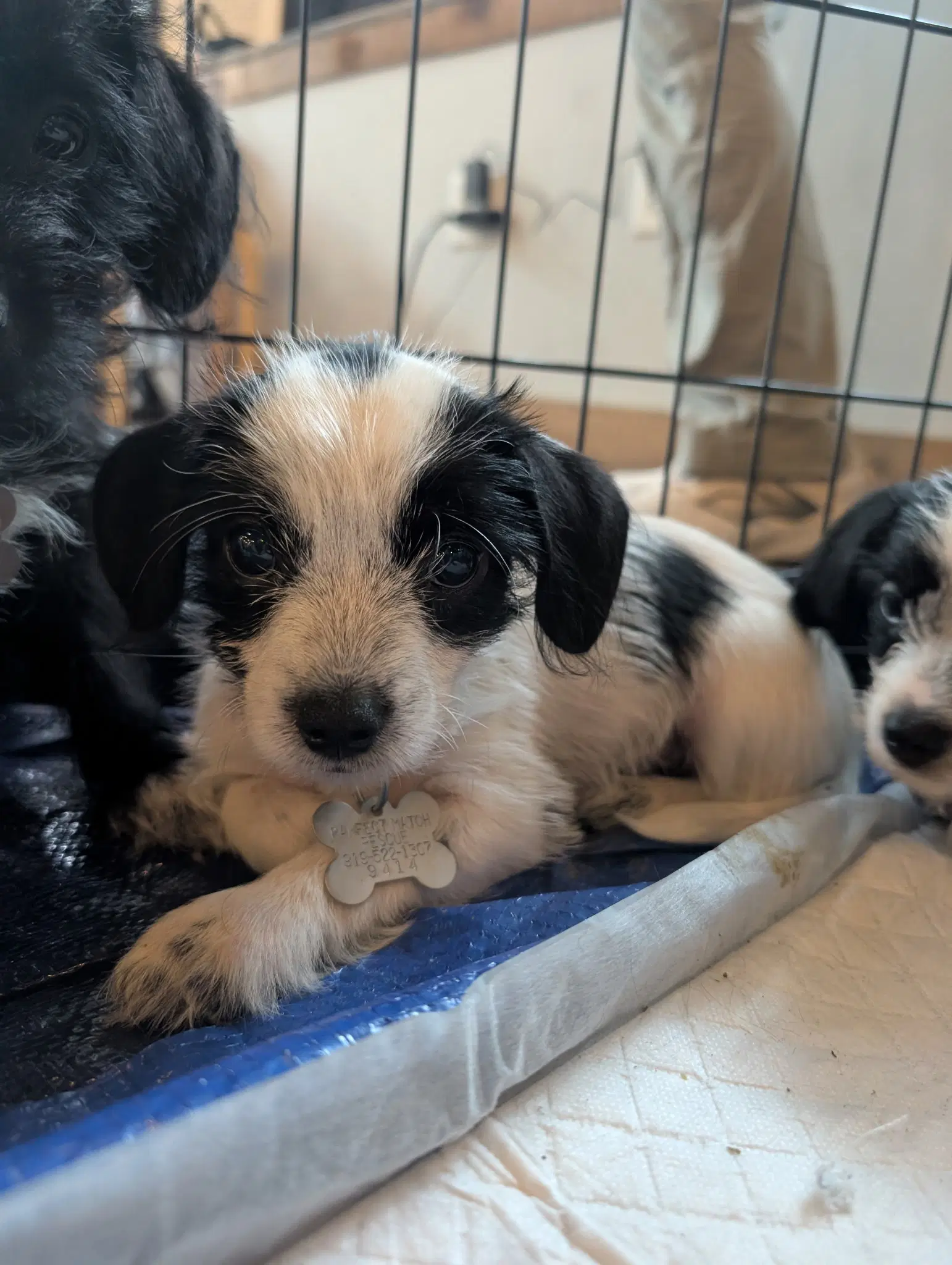 Bayley - B Litter image 2