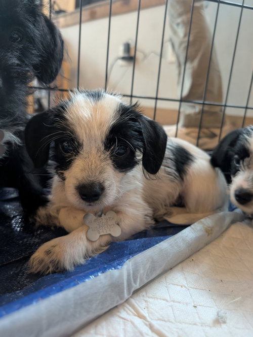 Photo 2 of Bayley - "B" Litter