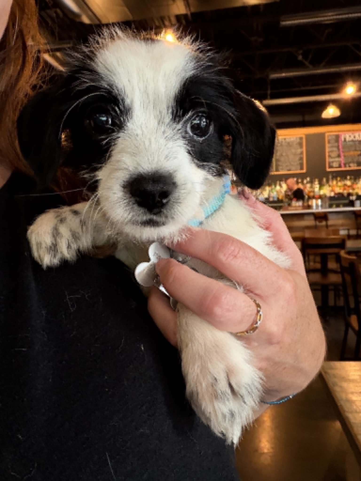 Bayley - B Litter - Terrier