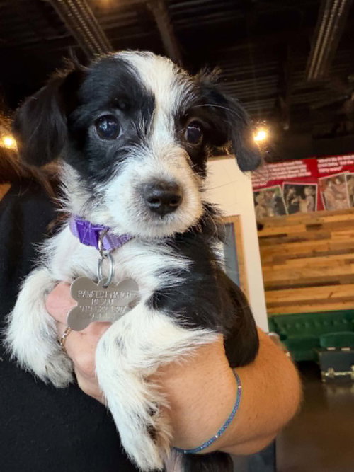 Blossom - "B" Litter, a dog for adoption from Pawfect Match Rescue