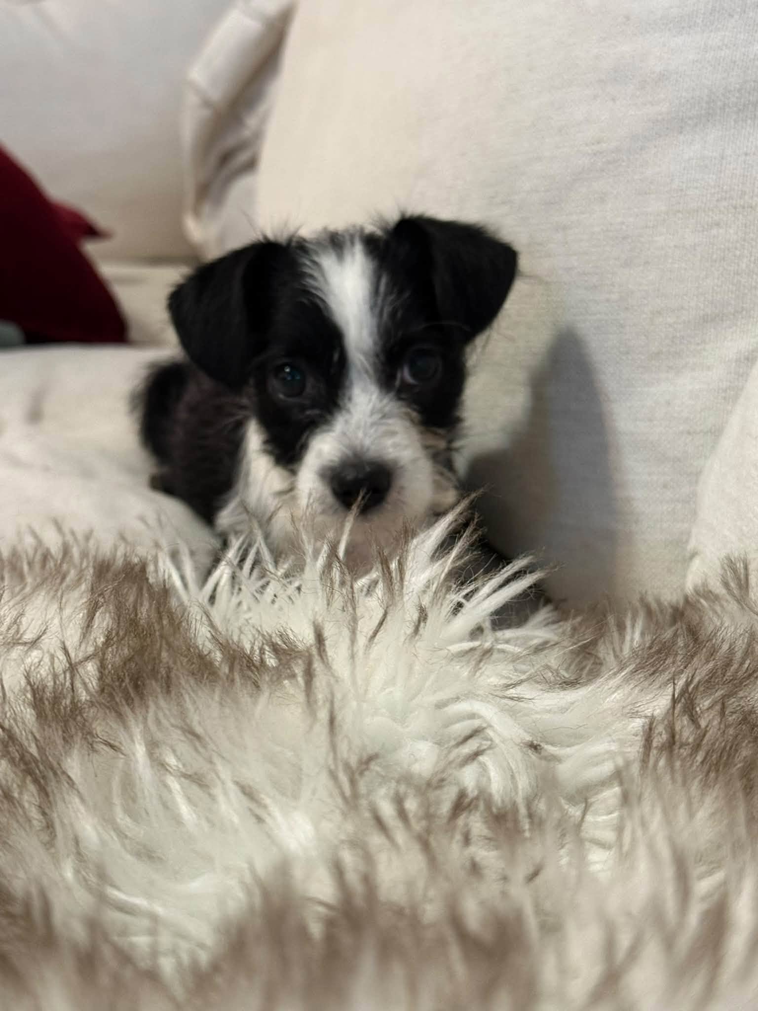 Blossom - "B" Litter