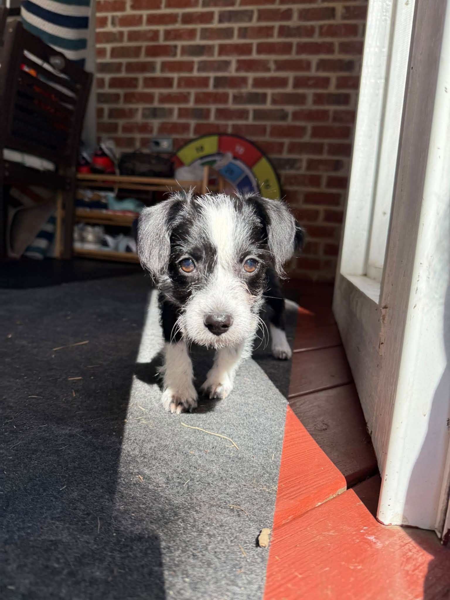 Blossom - "B" Litter, photo 4