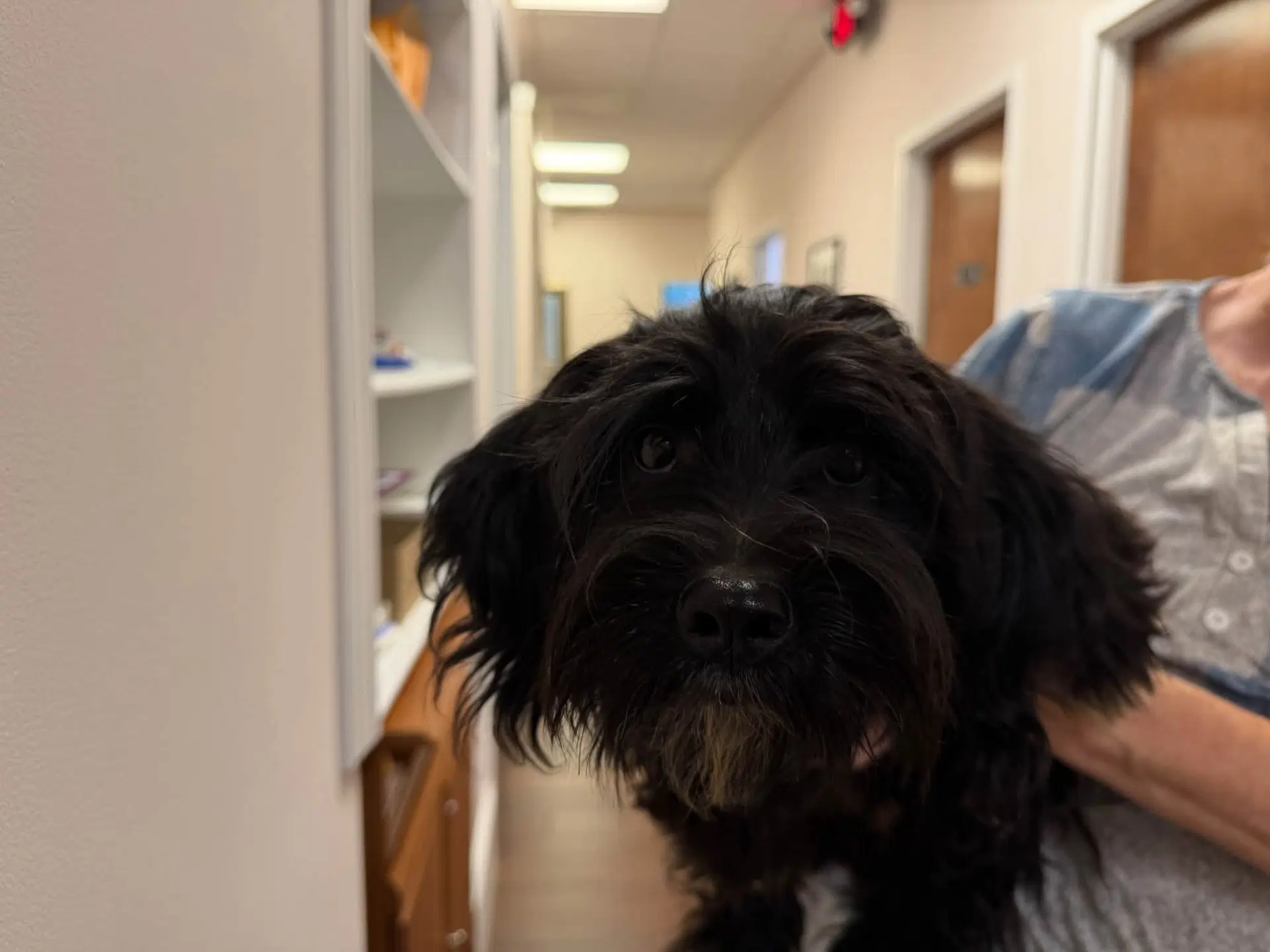 Bart - Terrier