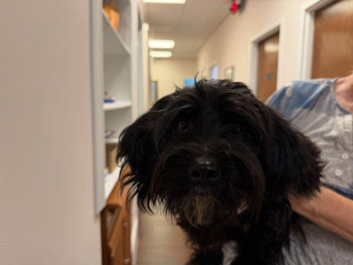 Bart, a dog for adoption from Pawfect Match Rescue