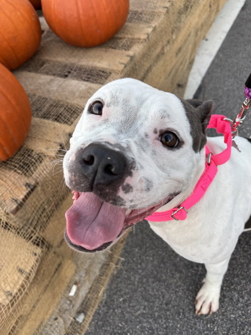 Skyler "Sky", a dog for adoption from Pawfect Match Rescue