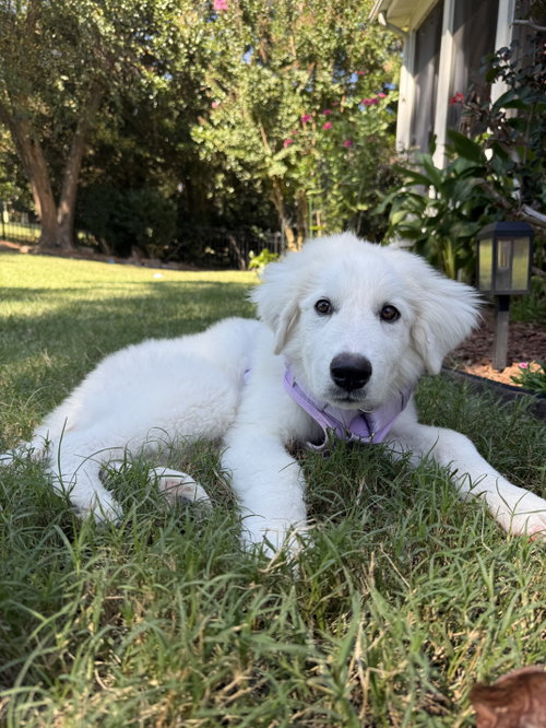 Sampson, a dog for adoption from Pawfect Match Rescue