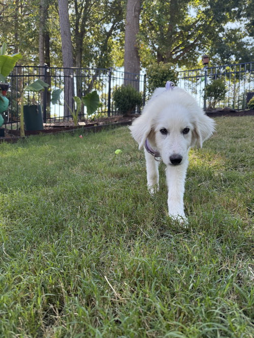 Photo 3 of Sampson