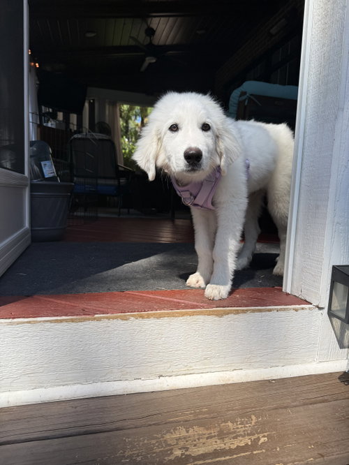 Photo 4 of Sampson