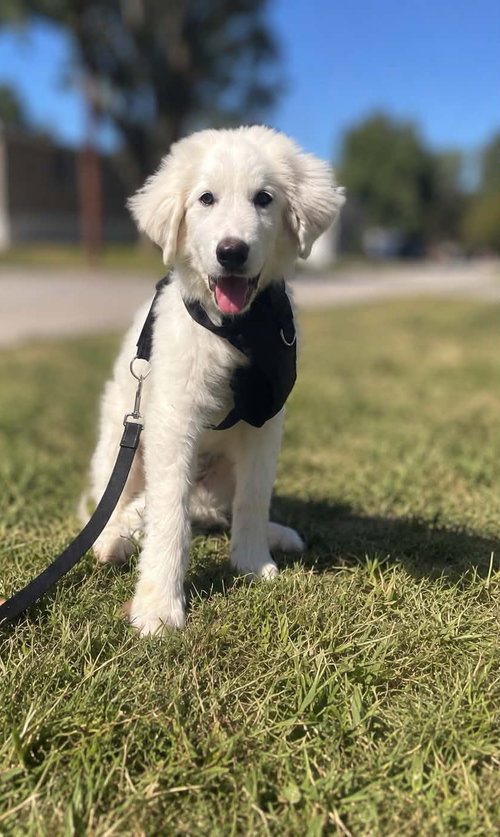 Photo of Sampson