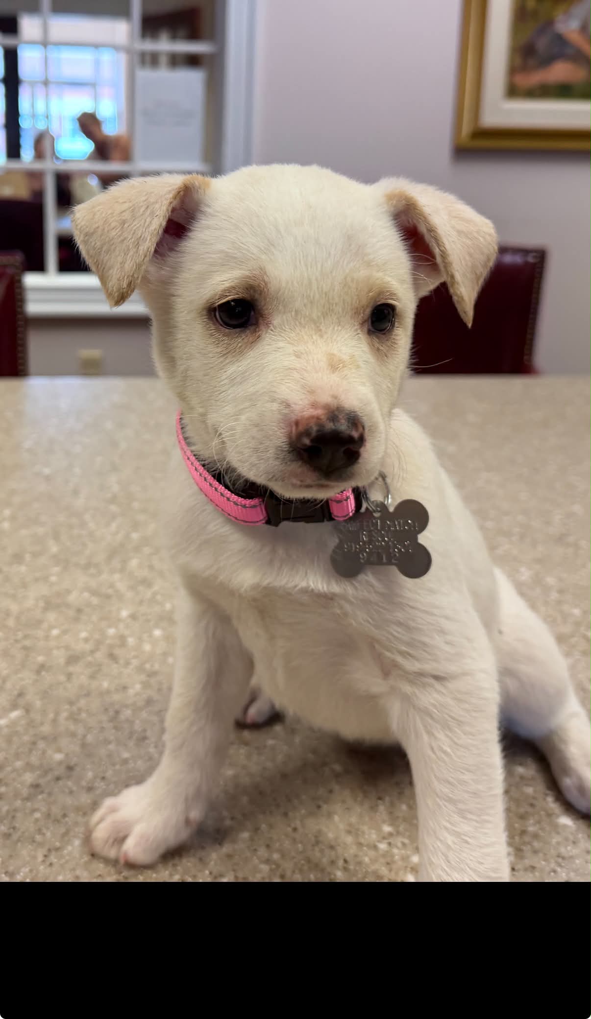Taylor - Carly Simon Litter, photo 2