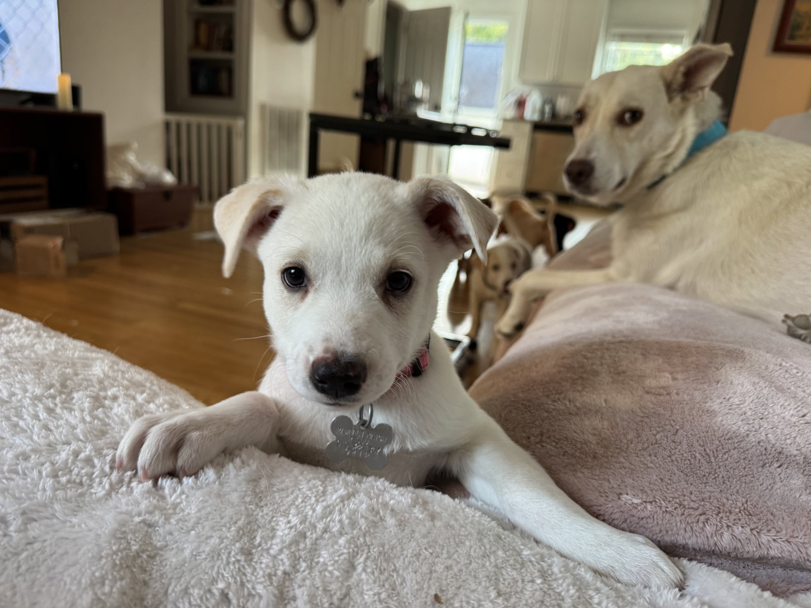 Taylor - Carly Simon Litter, photo 3