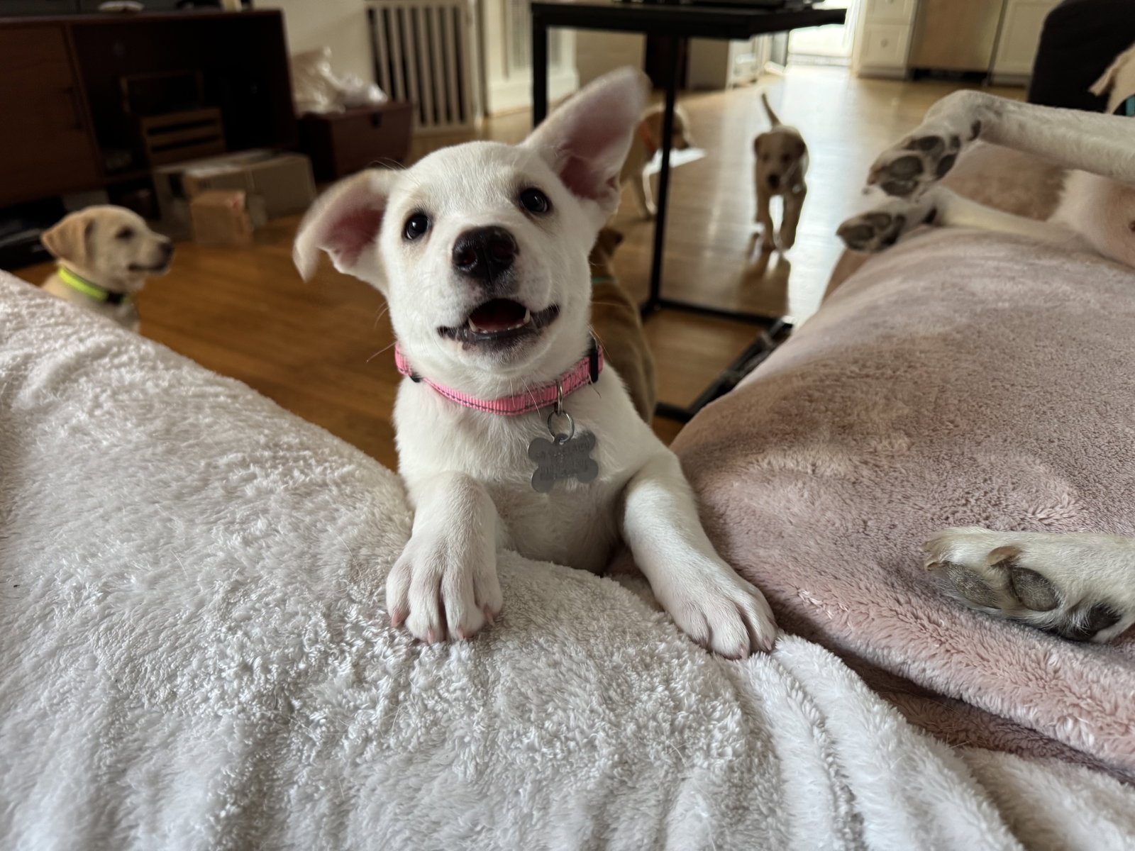 Taylor - Carly Simon Litter, photo 5