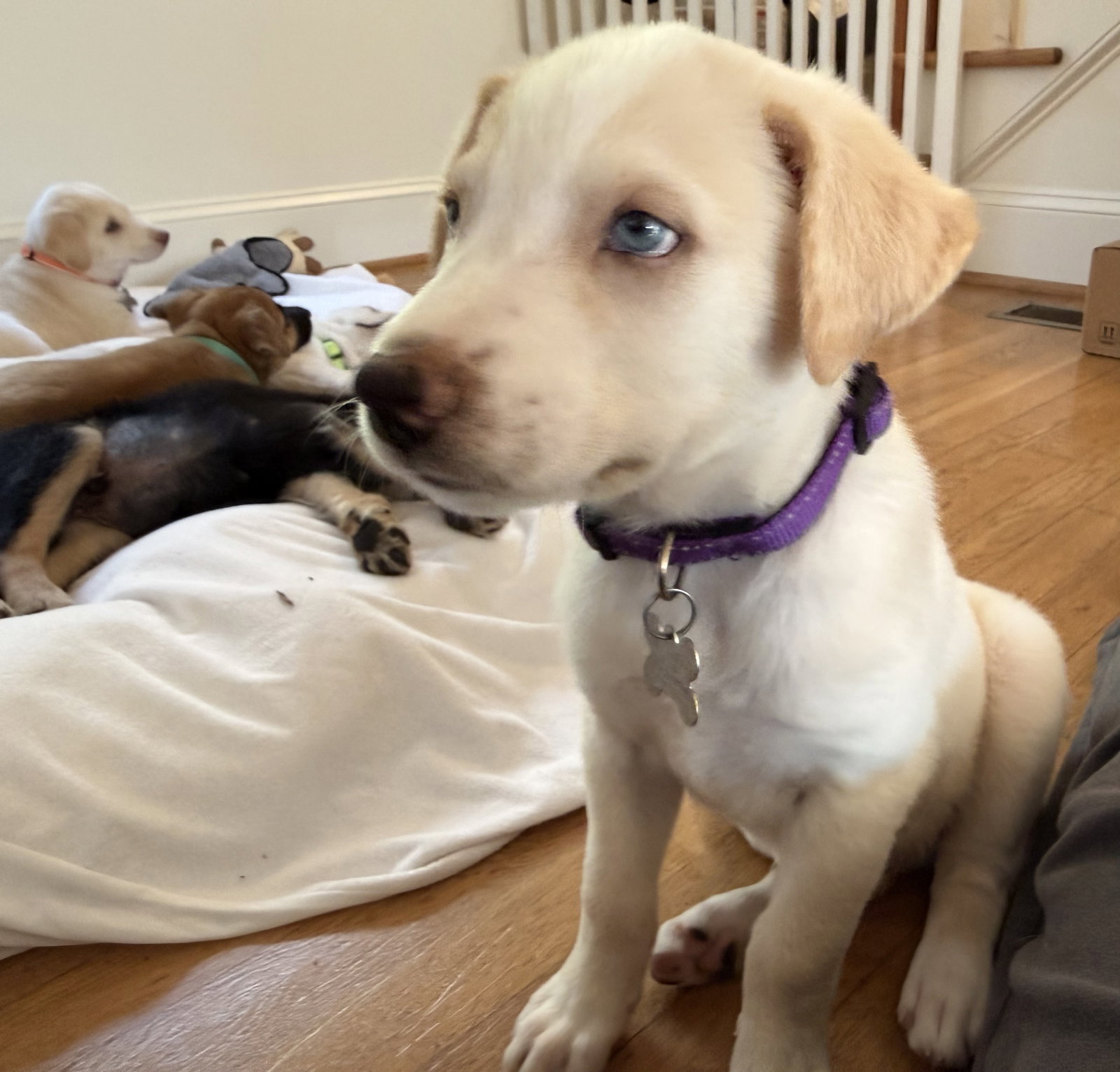 Warren - Carly Simon Litter, photo 2