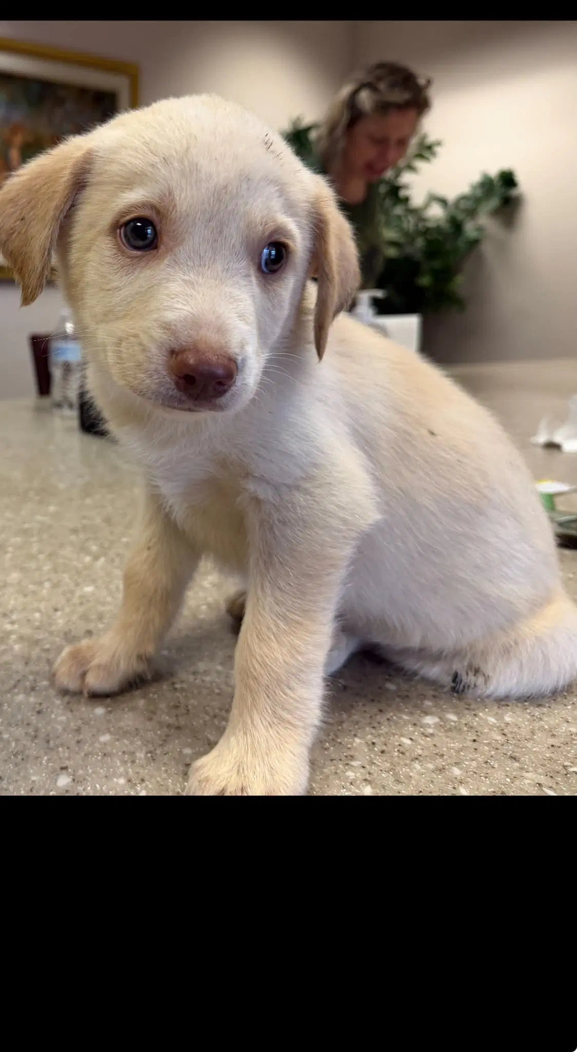 James - Carly Simon Litter - Husky