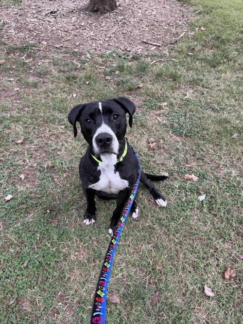 Photo of Toby