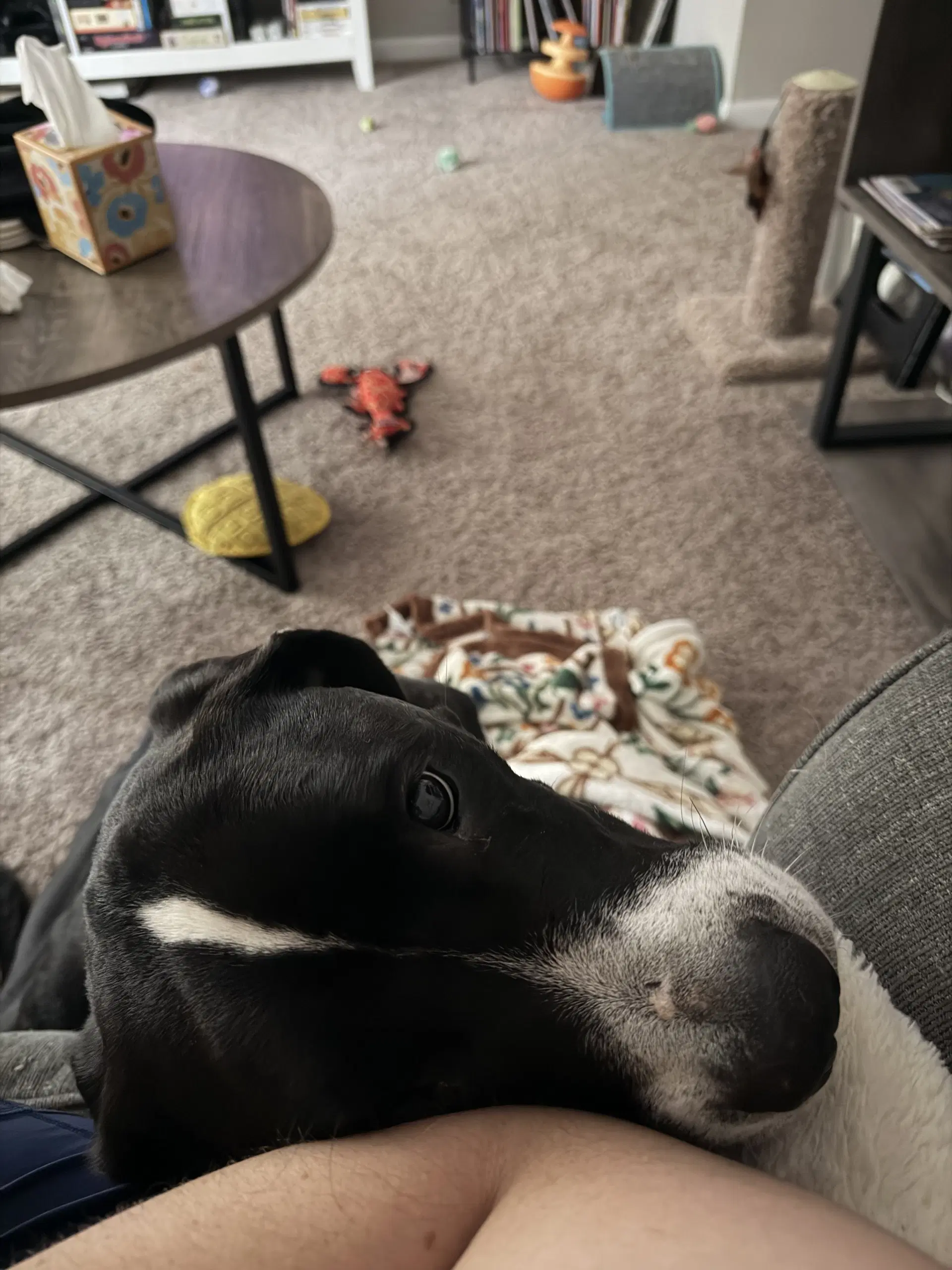 Toby image 3