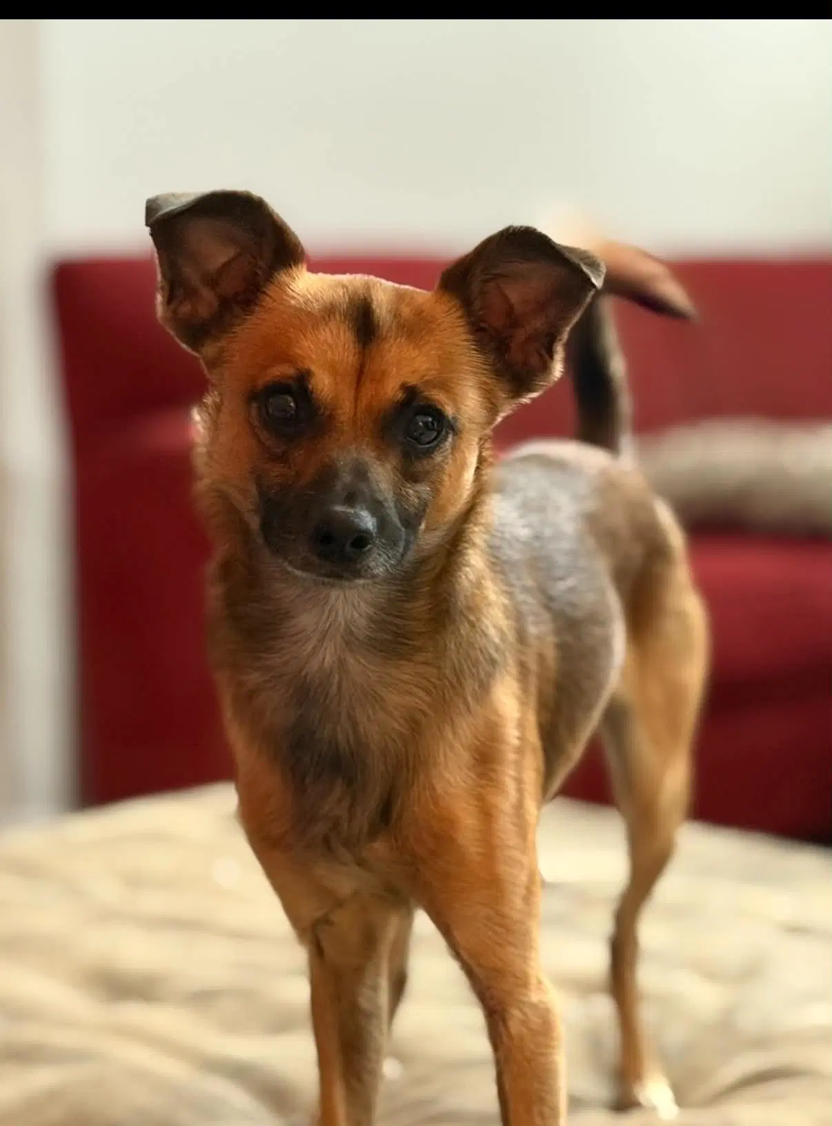 Mr Wilson - Chihuahua