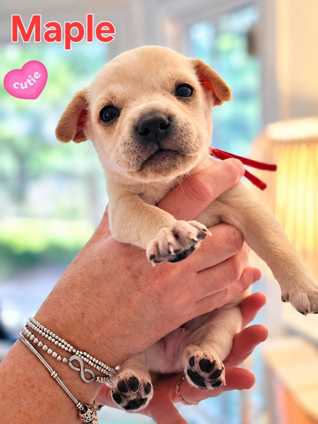 Maple - Willow Mae Litter