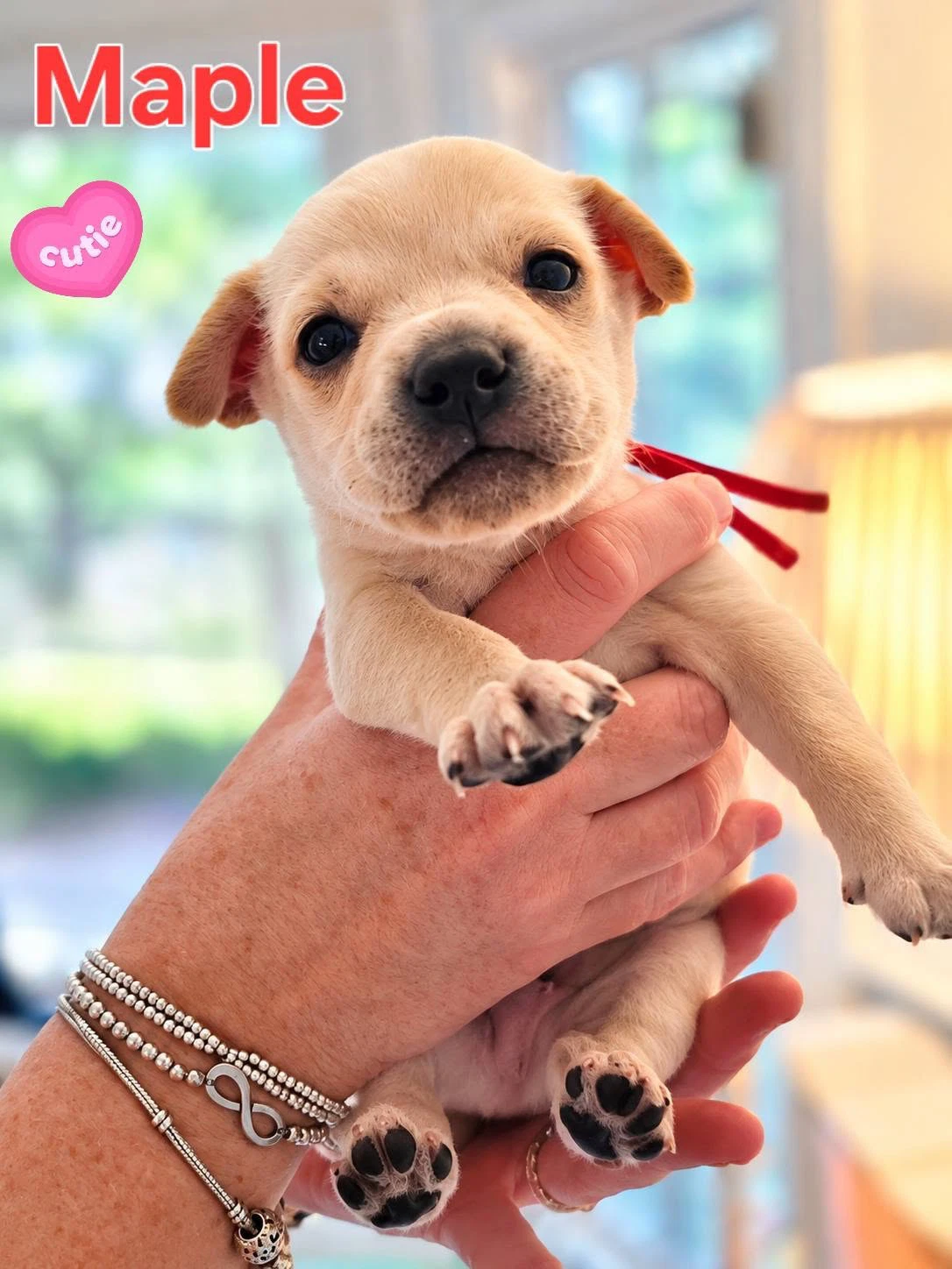 Maple - Willow Mae Litter