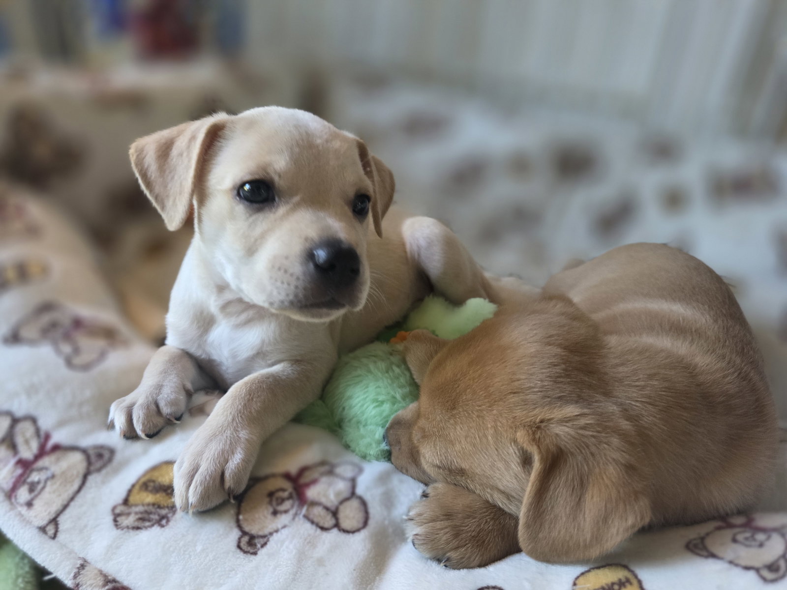 Maple - Willow Mae Litter, photo 2