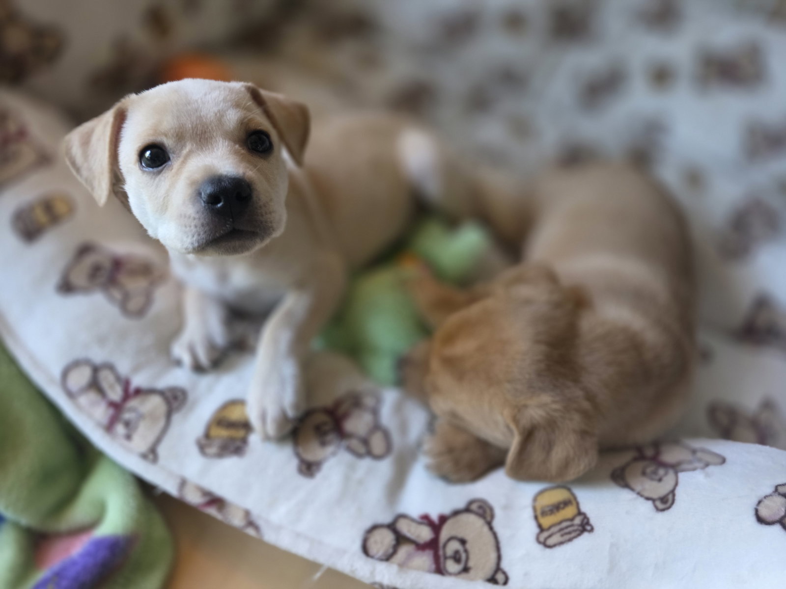 Maple - Willow Mae Litter, photo 3