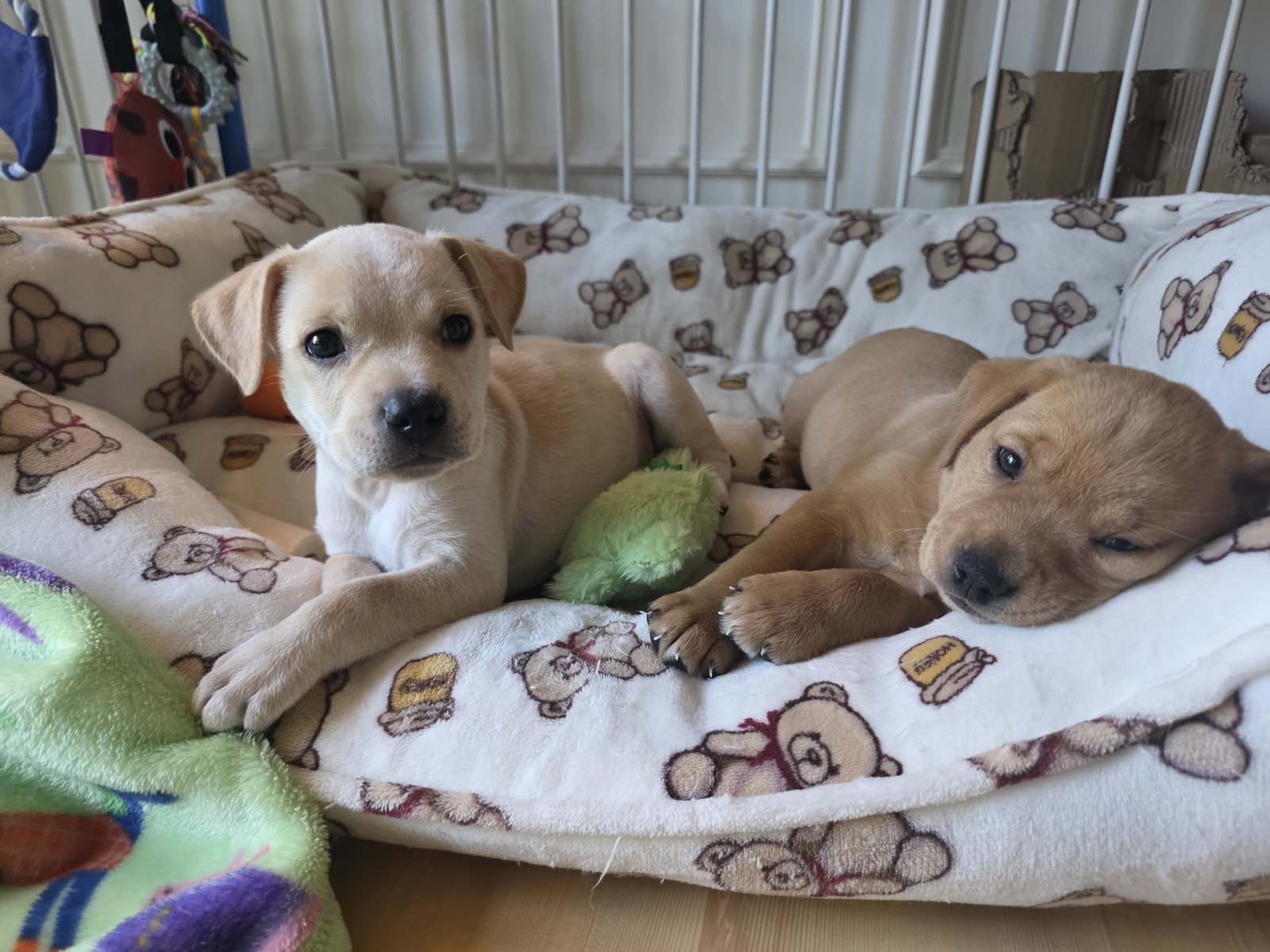 Maple - Willow Mae Litter, photo 4