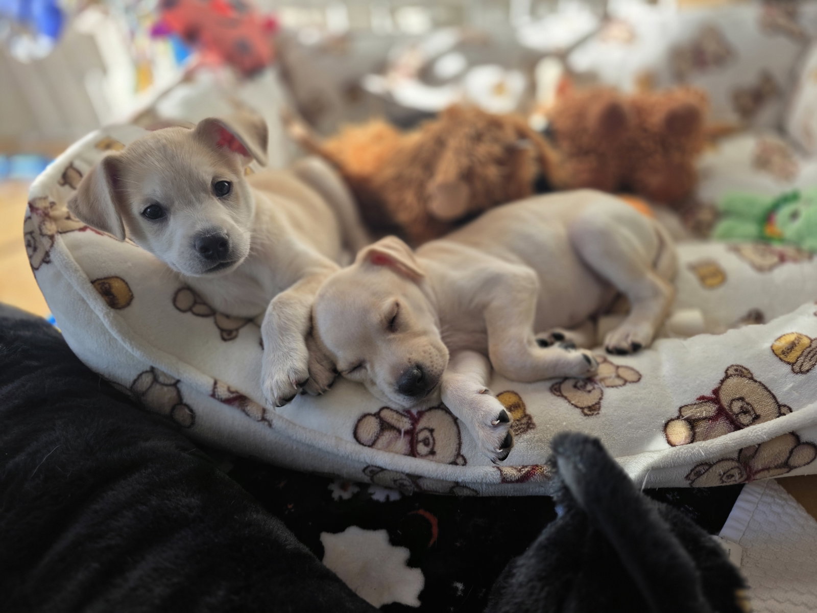 Maple - Willow Mae Litter, photo 5