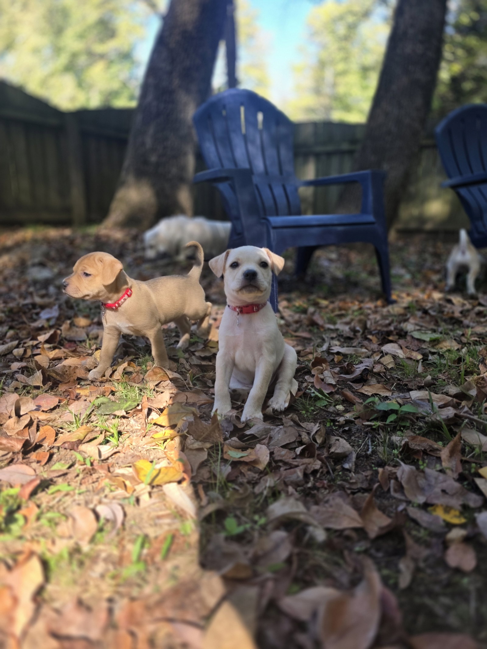 Maple - Willow Mae Litter, photo 6