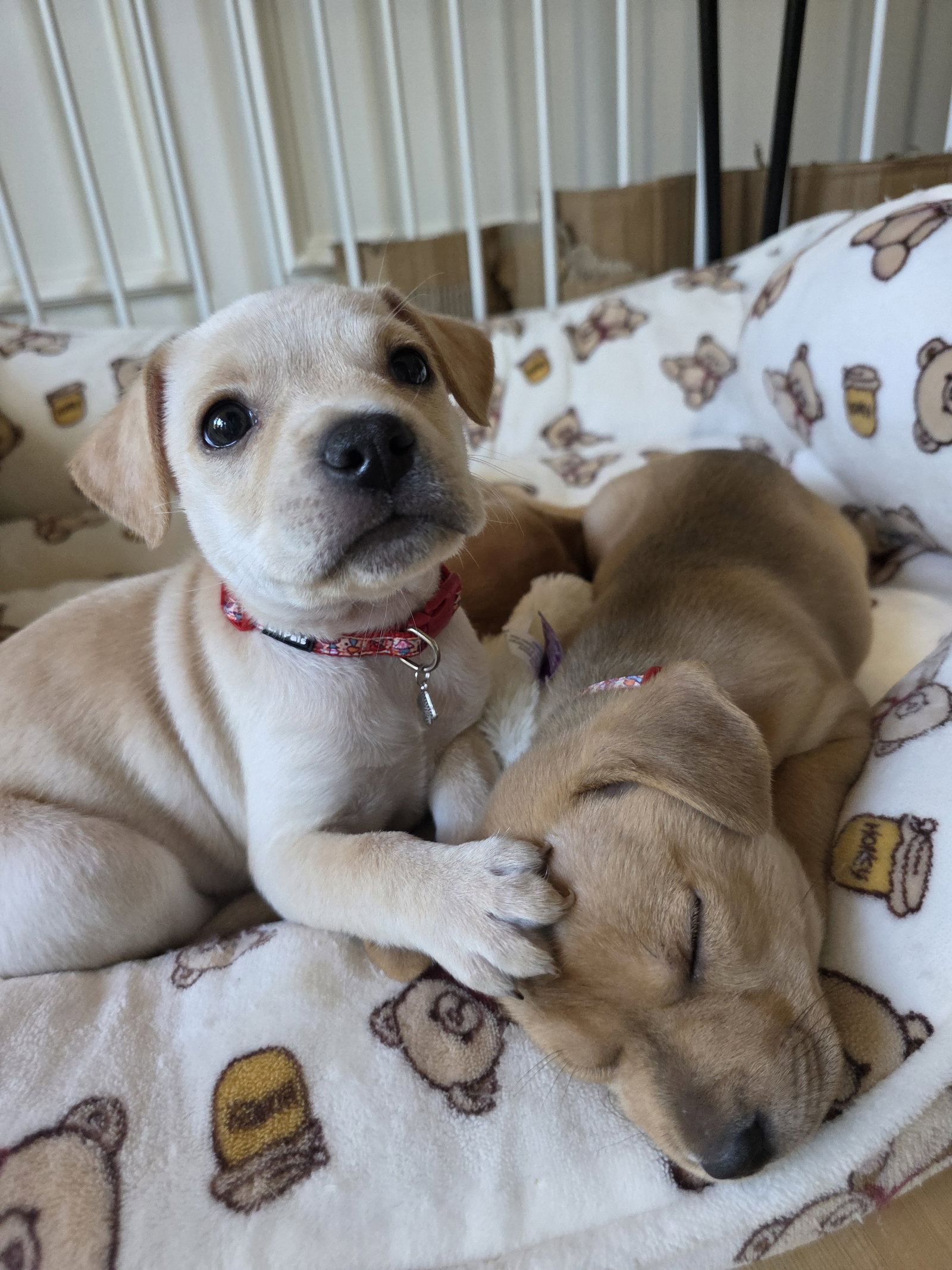 Maple - Willow Mae Litter, photo 7
