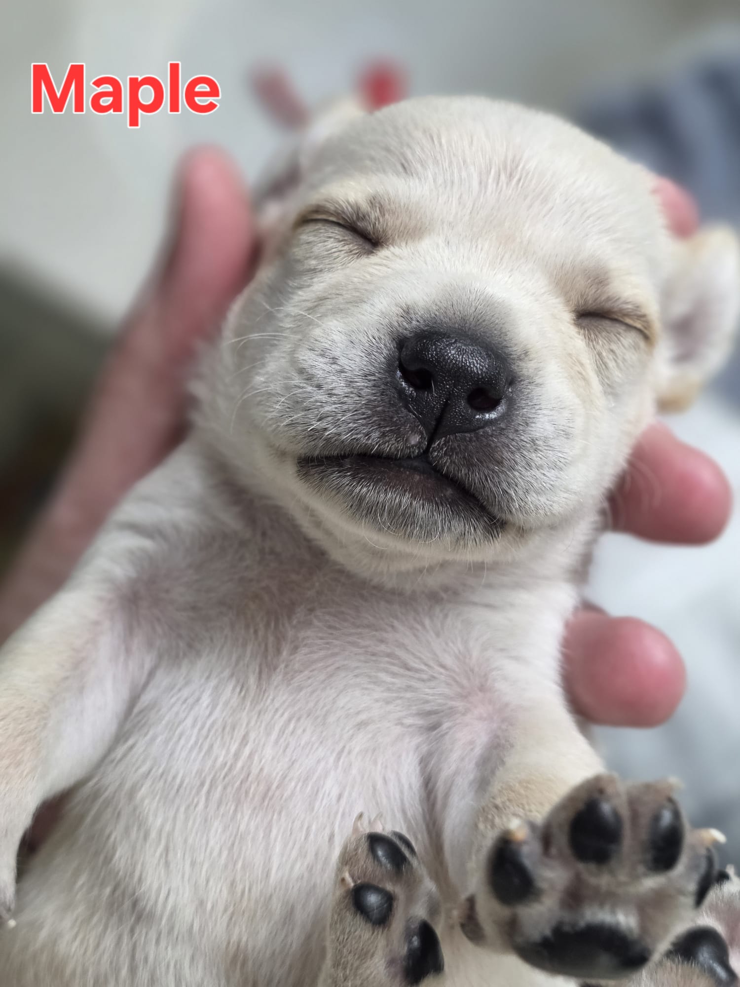 Maple - Willow Mae Litter, photo 8