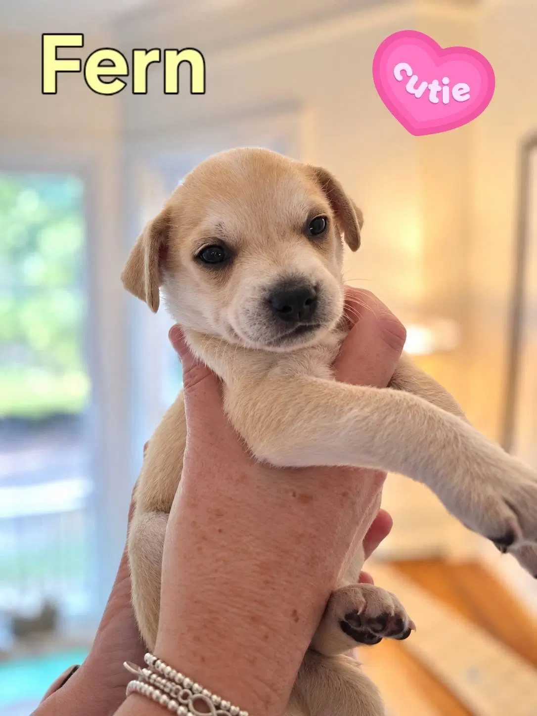 Fern - Willow Mae Litter - Unknown