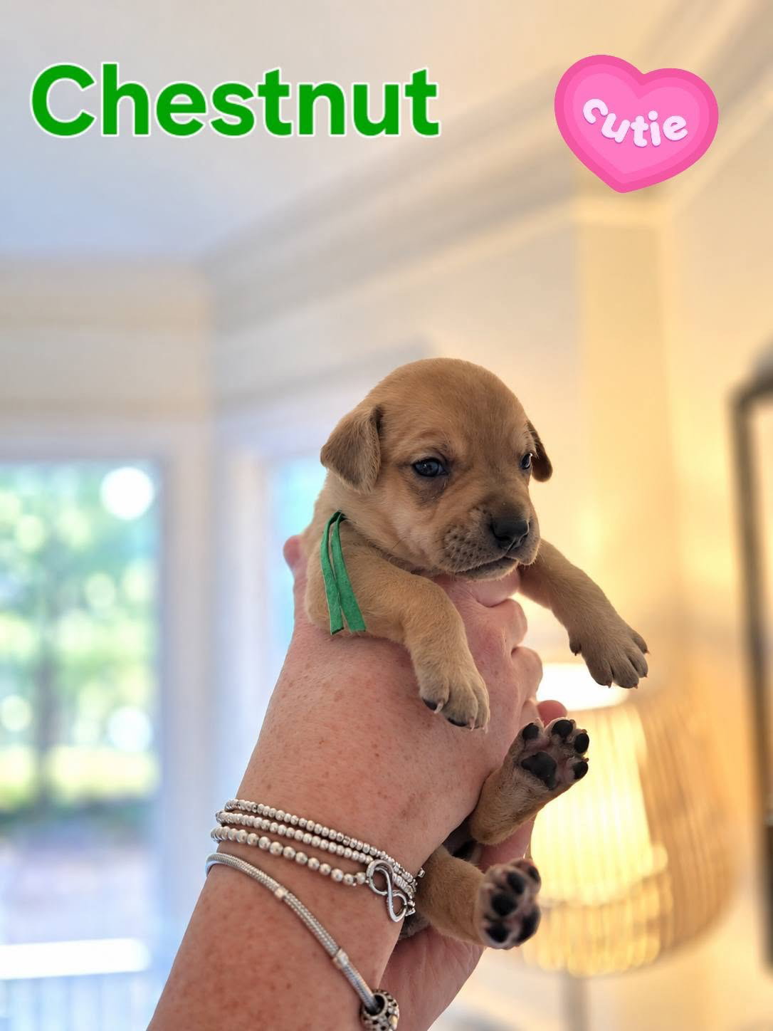 Chestnut - Willow Mae Litter