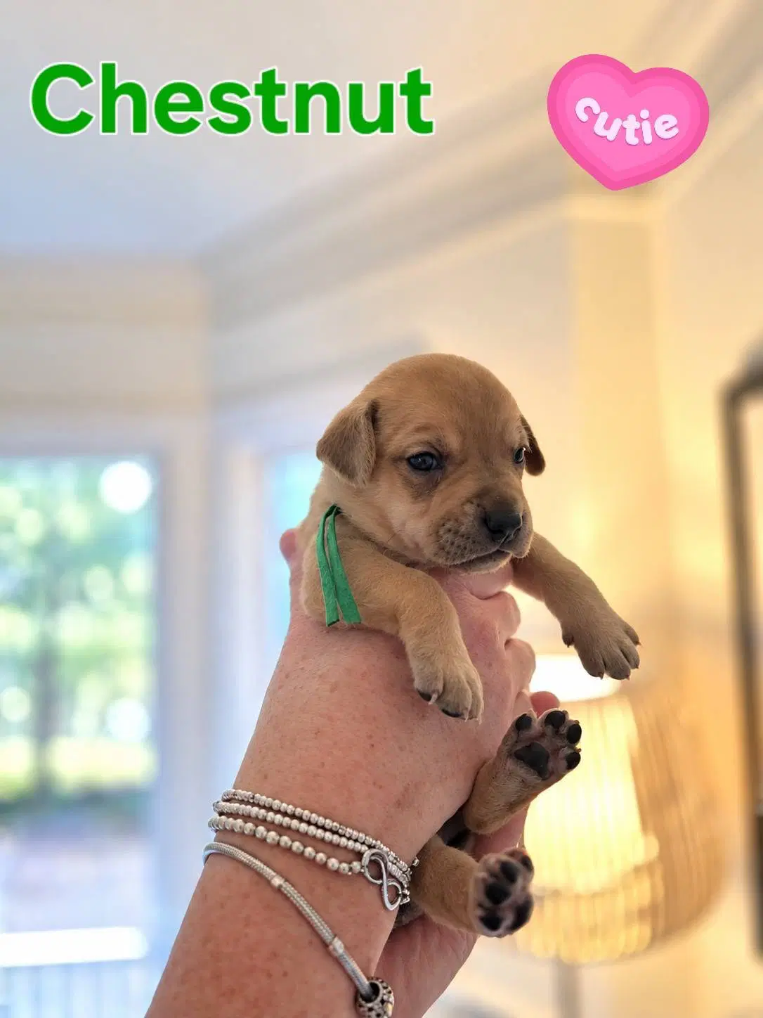 Chestnut - Willow Mae Litter - Unknown