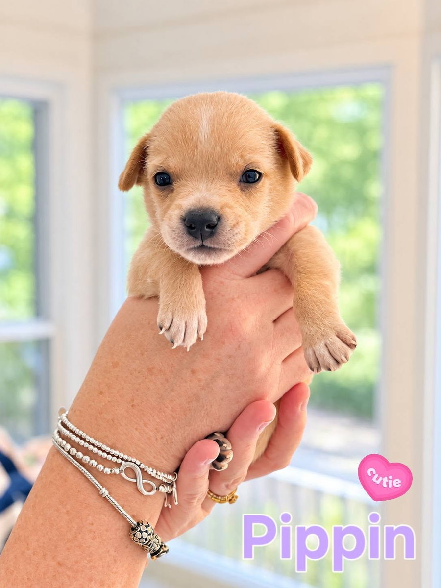 Pippin - Willow Mae Litter
