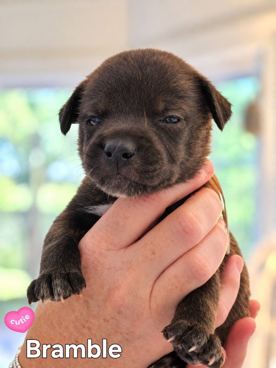 Bramble - Willow Mae Litter