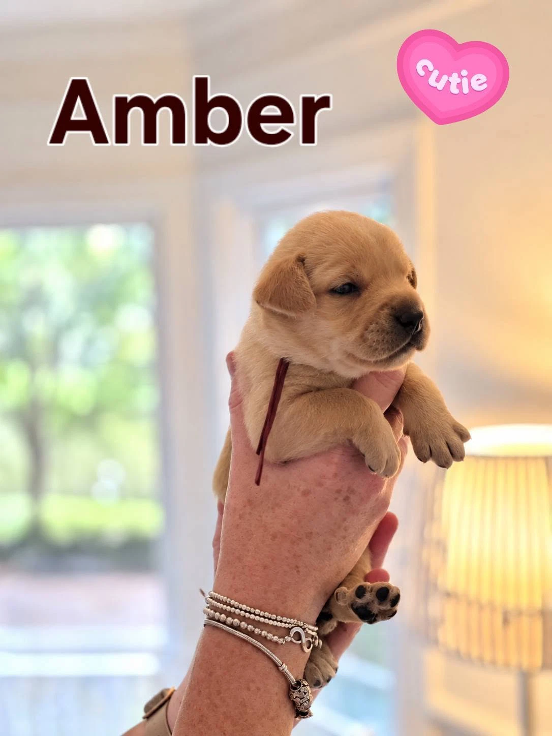 Amber - Willow Mae Litter