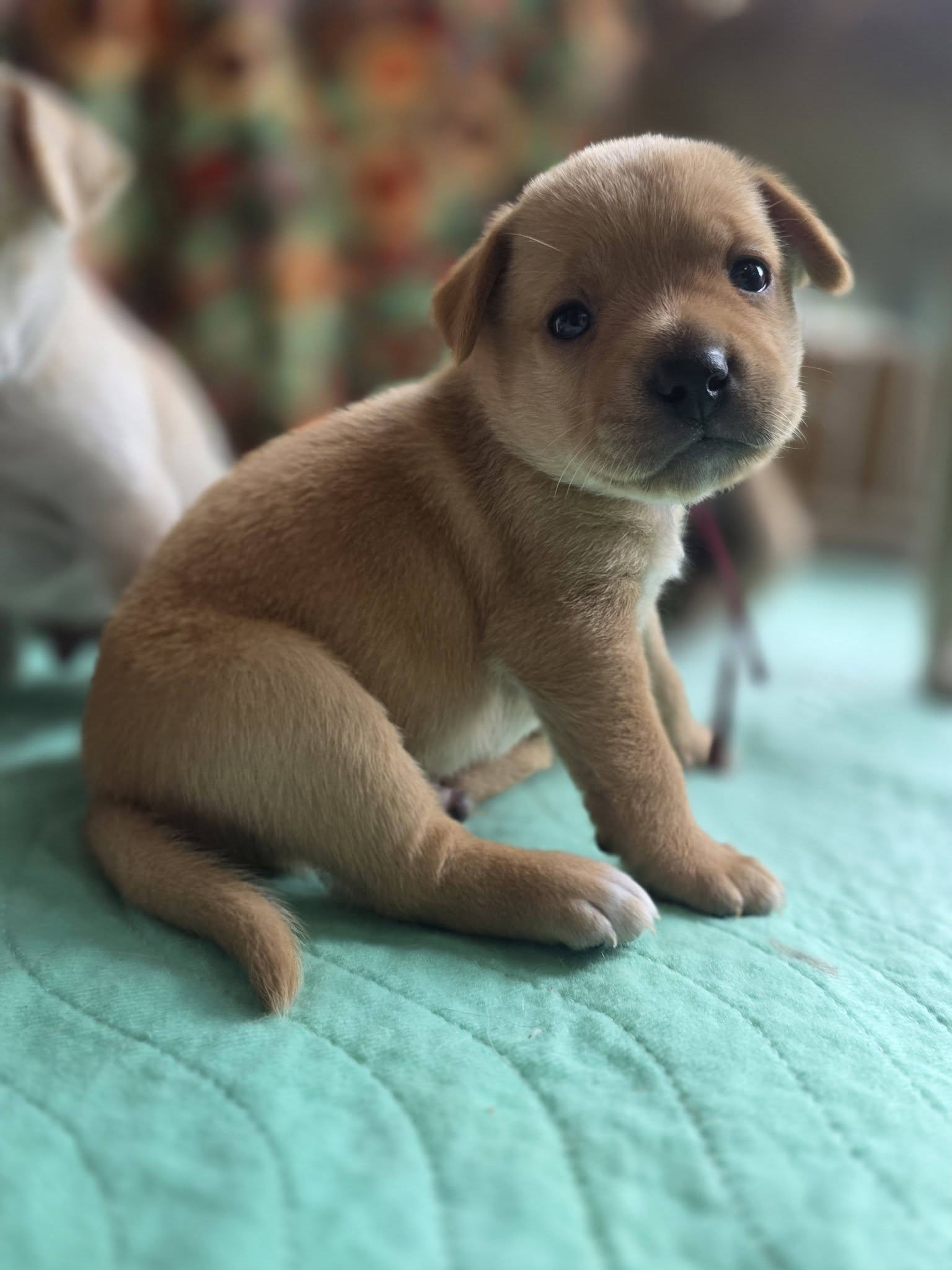Amber - Willow Mae Litter, photo 2